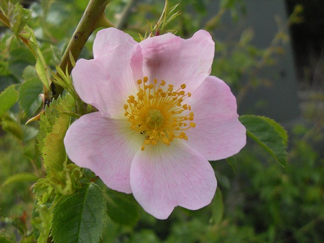 Wild Rose (Eglantier) fleur de Bach