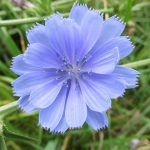 Les fleurs de Bach : Les préoccupations excessives : Chicory (Chicorée)